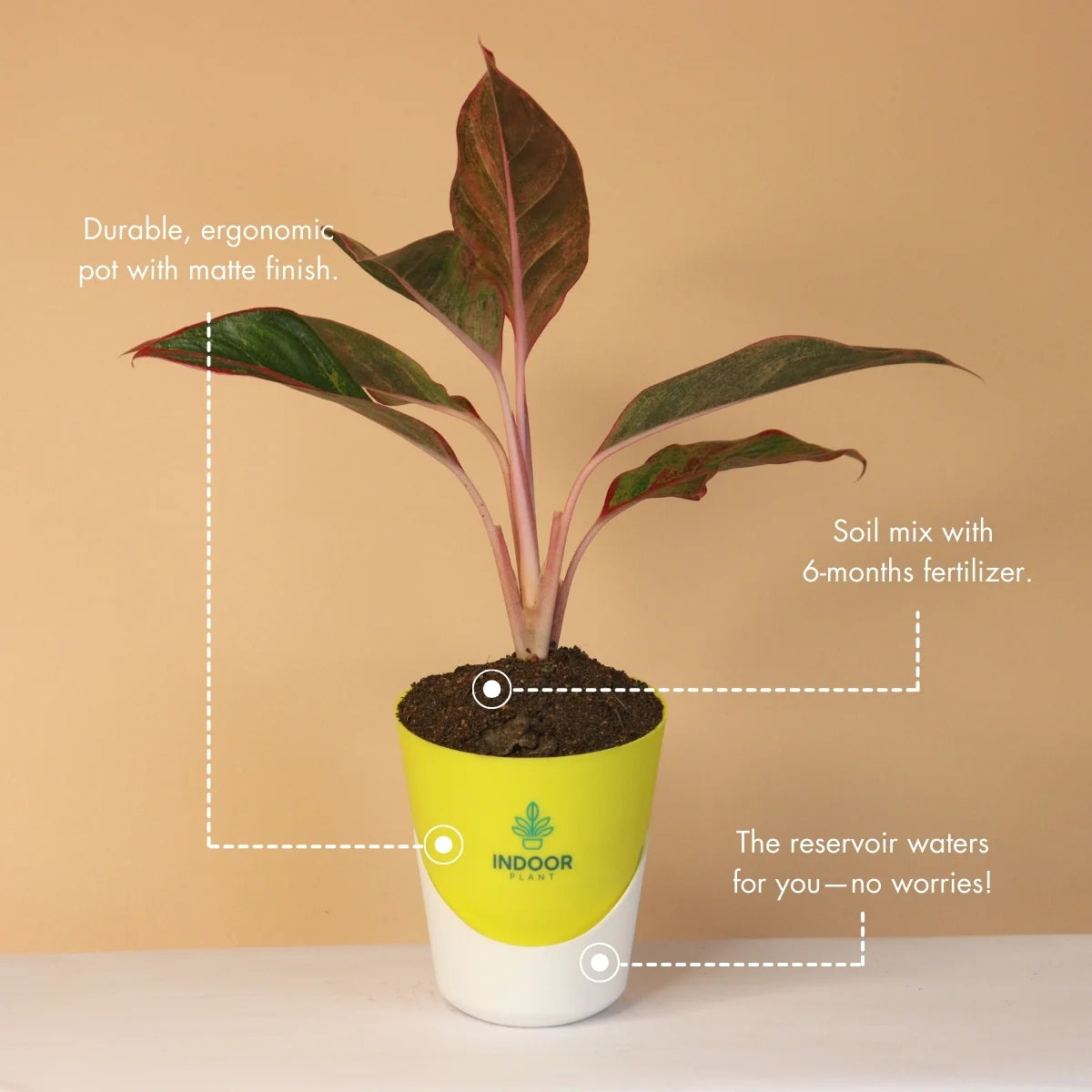 Aglaonema Red Lipstick Plant With Atlantis Pot