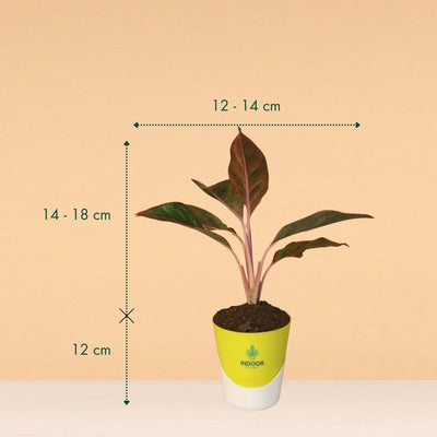 Aglaonema Red Lipstick Plant With Atlantis Pot