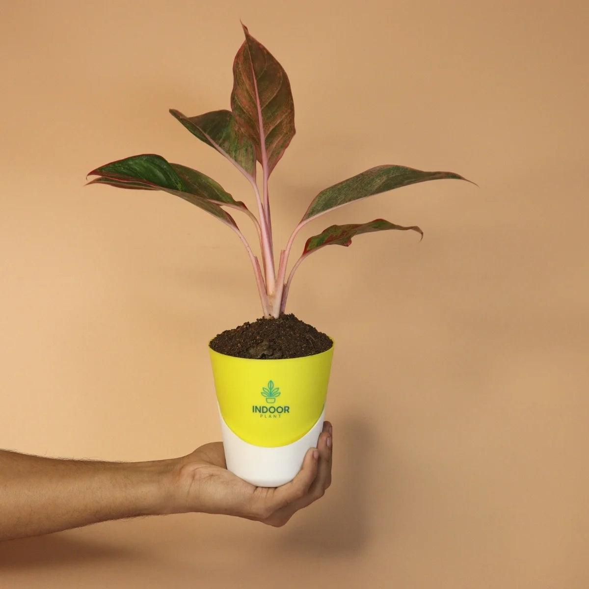Aglaonema Red Lipstick Plant With Atlantis Pot