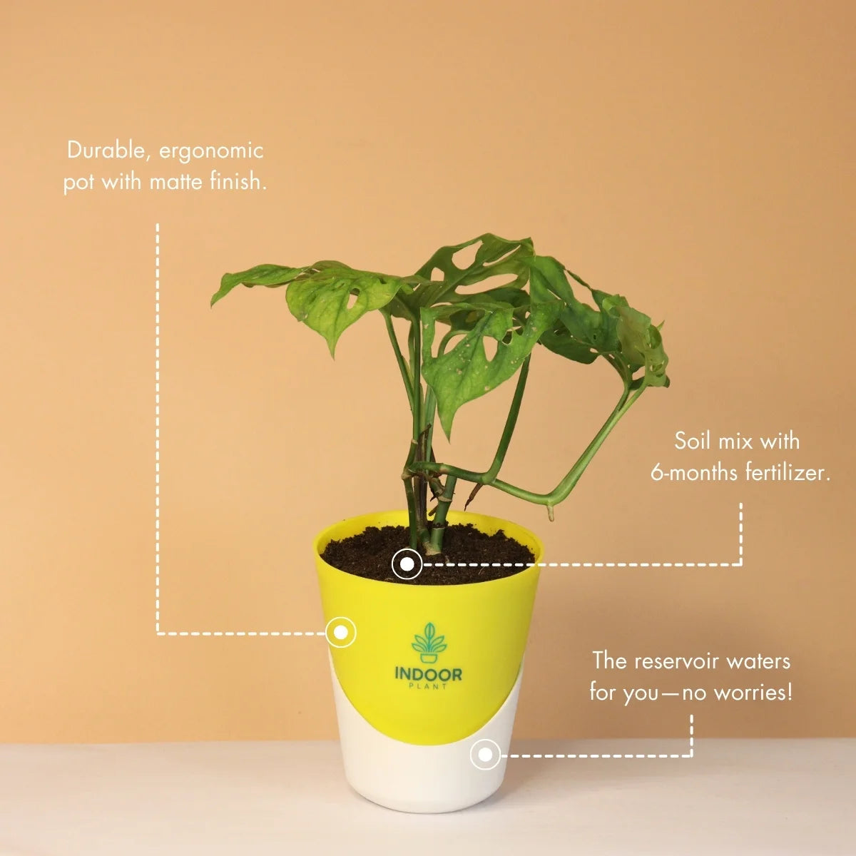 Monstera Broken Heart Plant With Atlantis Pot