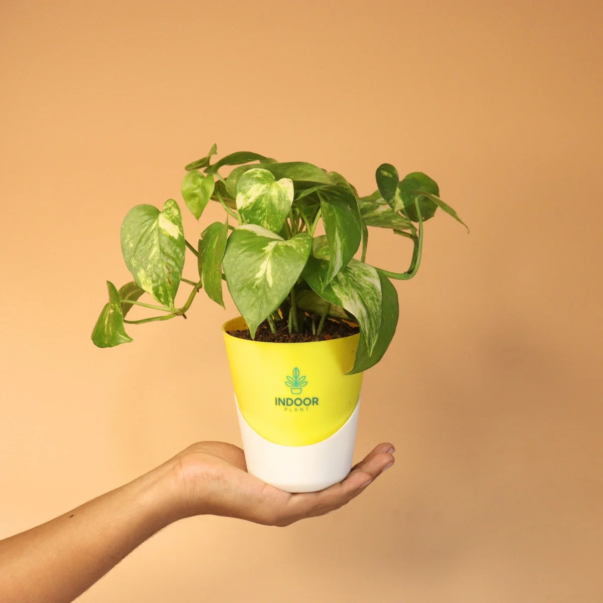 Money Plant Variegated With Atlantis Pot