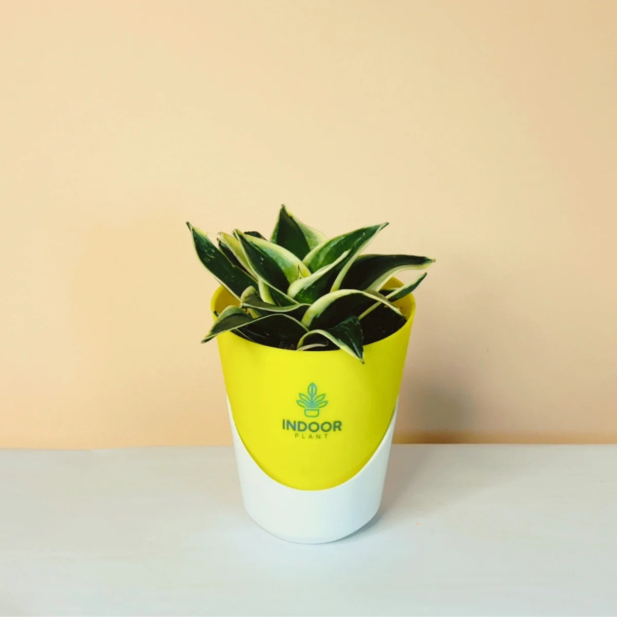 Snake Plant - Golden Leaves Plant With Atlantis Pot