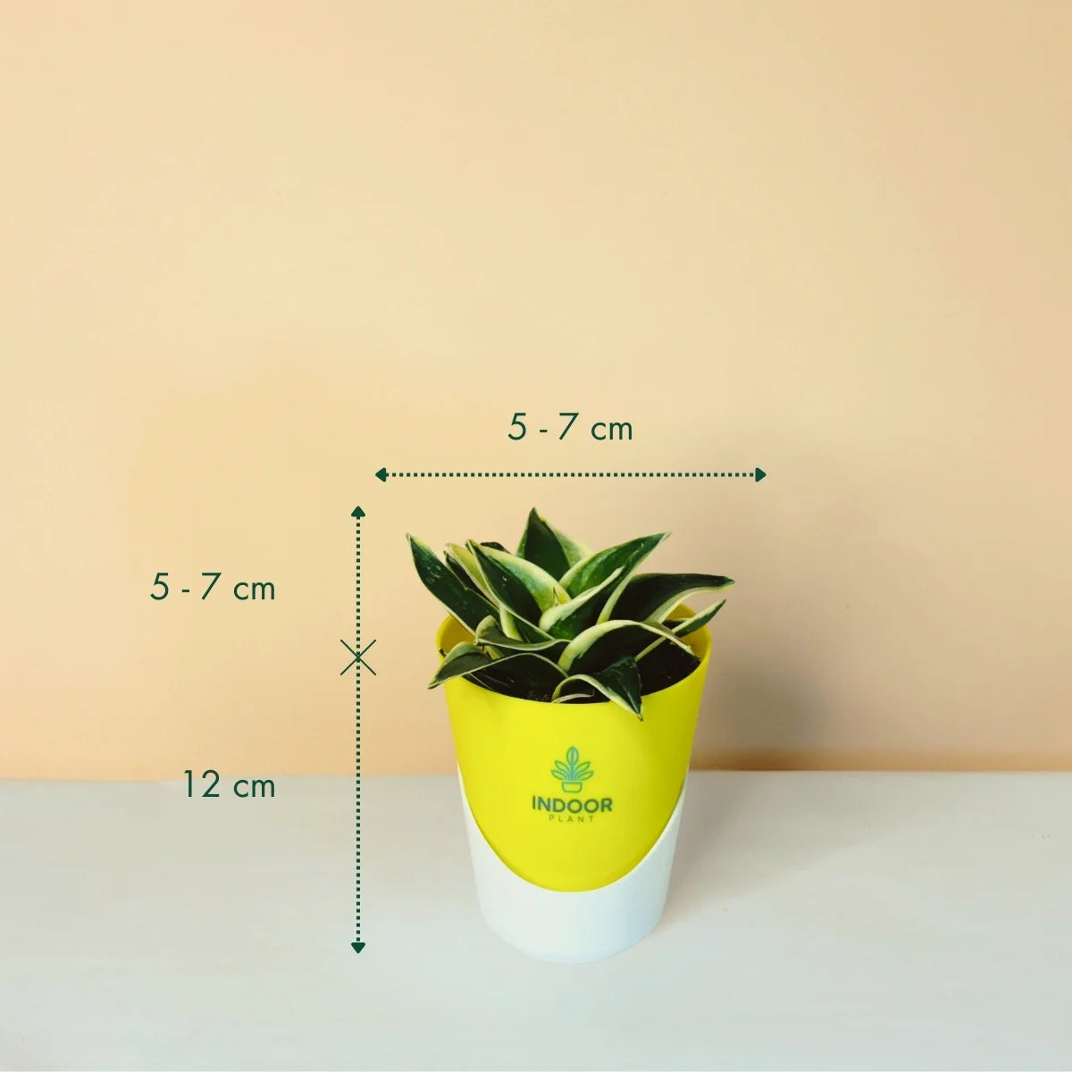 Snake Plant - Golden Leaves Plant With Atlantis Pot