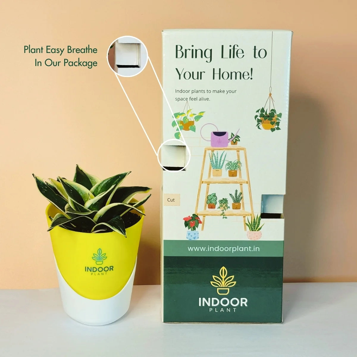 Snake Plant - Golden Leaves Plant With Atlantis Pot