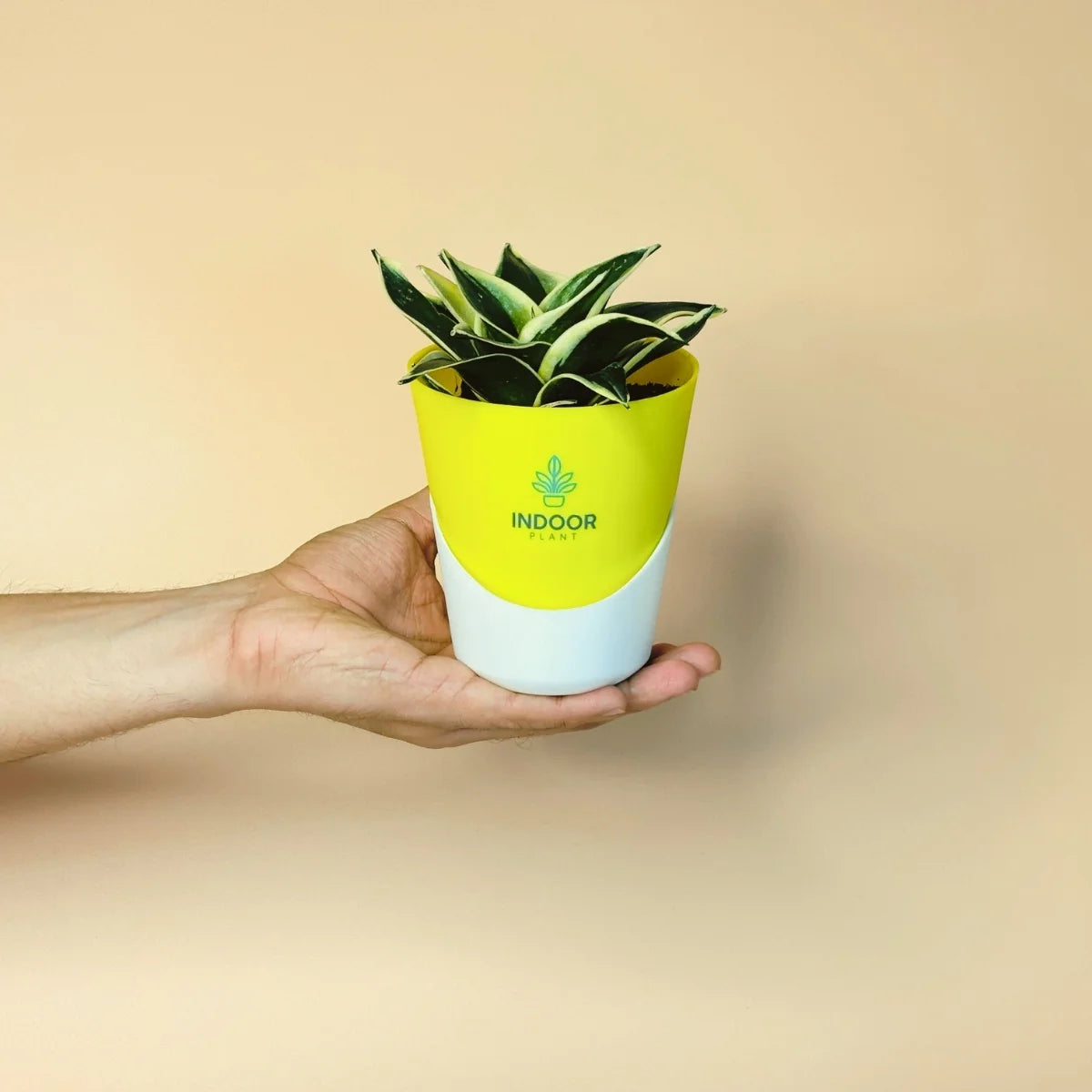 Snake Plant - Golden Leaves Plant With Atlantis Pot