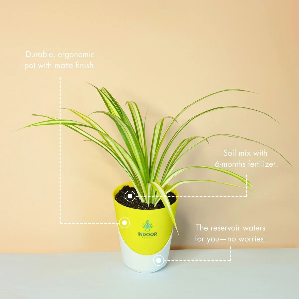 Spider Plant With Atlantis Pot