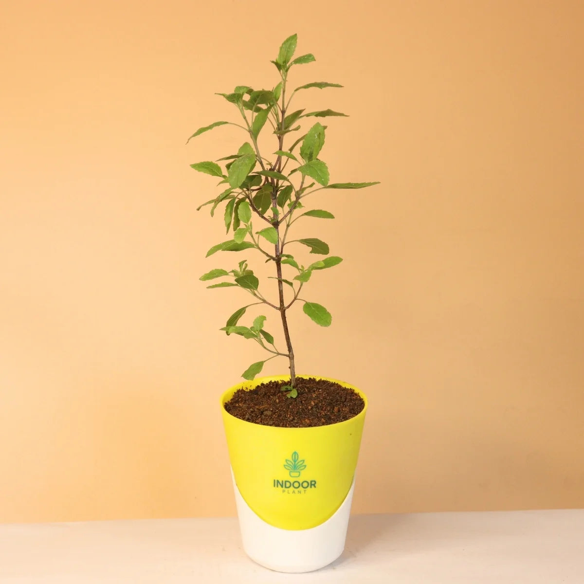 Tulsi Plant With Atlantis Pot