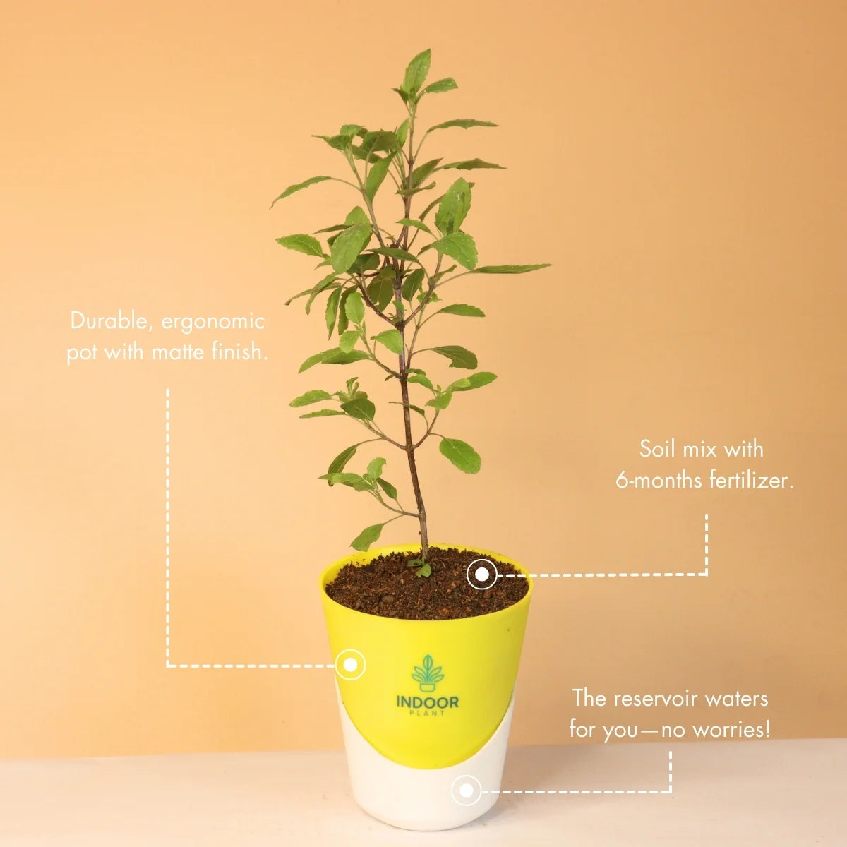 Tulsi Plant With Atlantis Pot