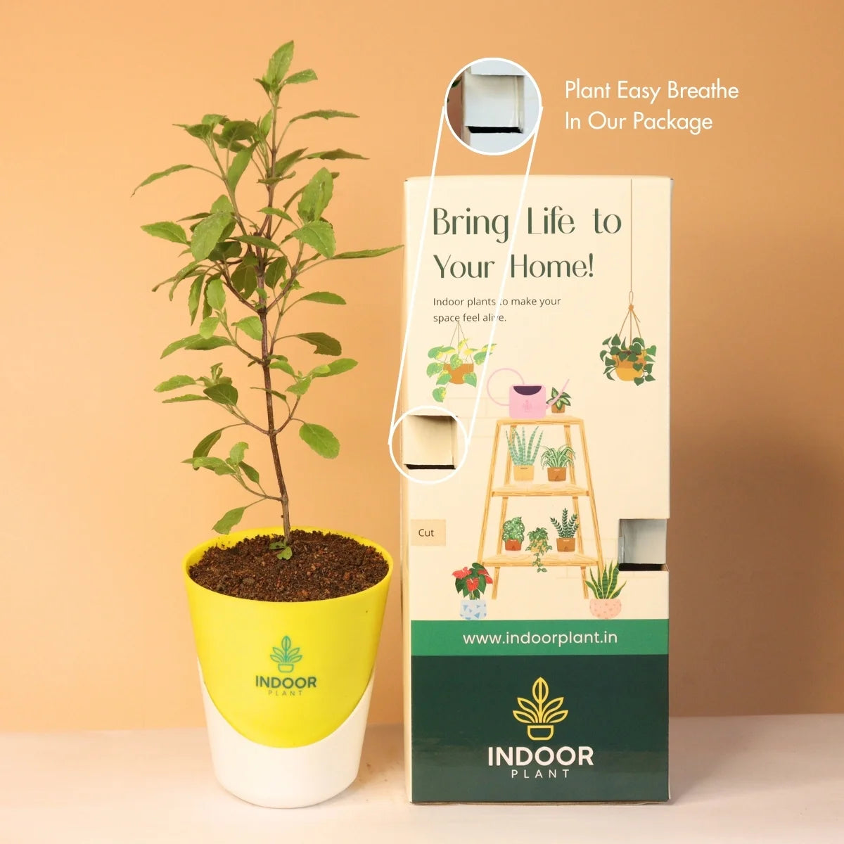 Tulsi Plant With Atlantis Pot