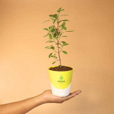Tulsi Plant With Atlantis Pot
