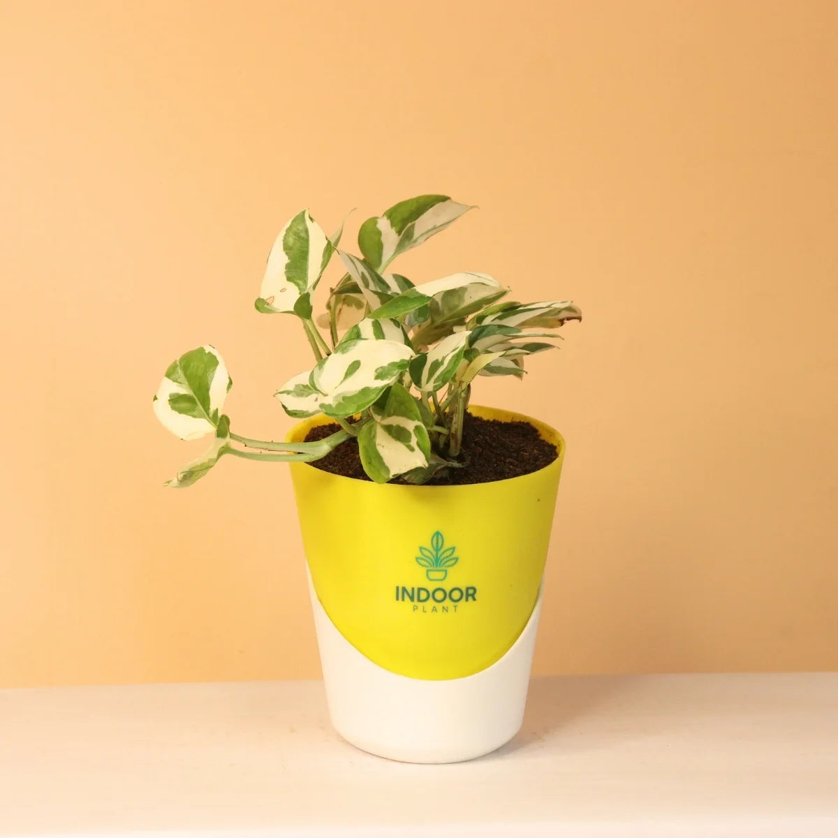 N'Joy Money Plant With Atlantis Pot