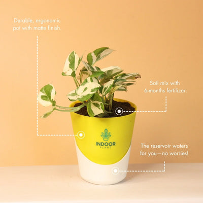 N'Joy Money Plant With Atlantis Pot