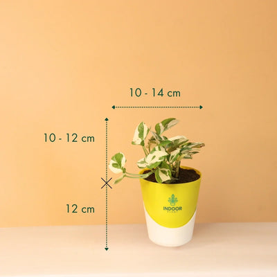 N'Joy Money Plant With Atlantis Pot