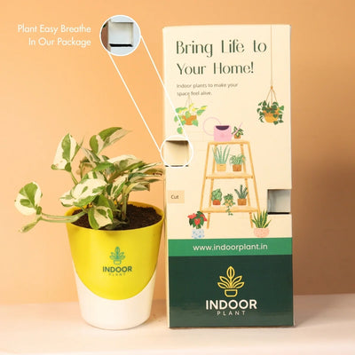 N'Joy Money Plant With Atlantis Pot