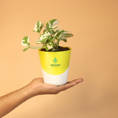 N'Joy Money Plant With Atlantis Pot