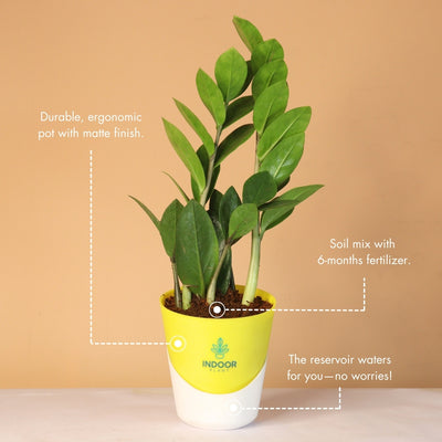 Zamia ZZ Plant (Size: Small) With Atlantis Pot