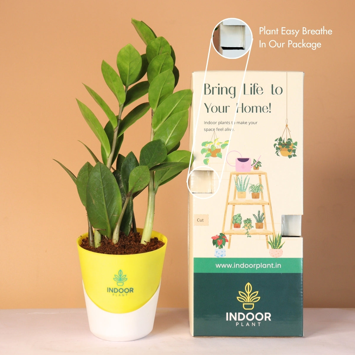 Zamia ZZ Plant (Size: Small) With Atlantis Pot
