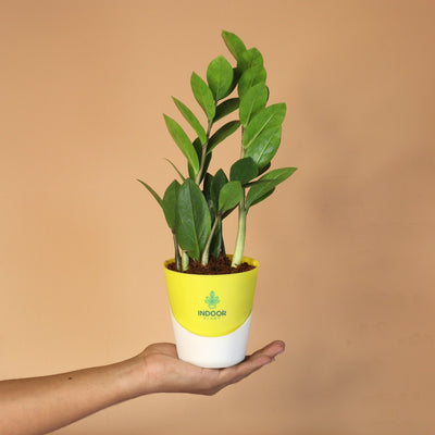 Zamia ZZ Plant (Size: Small) With Atlantis Pot