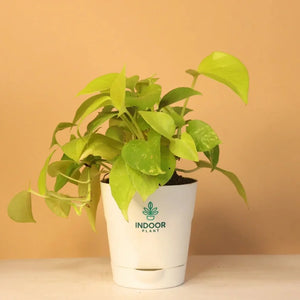 Low light plant