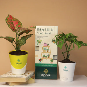 Pack of 2