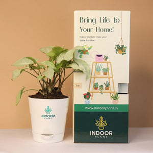 New launches