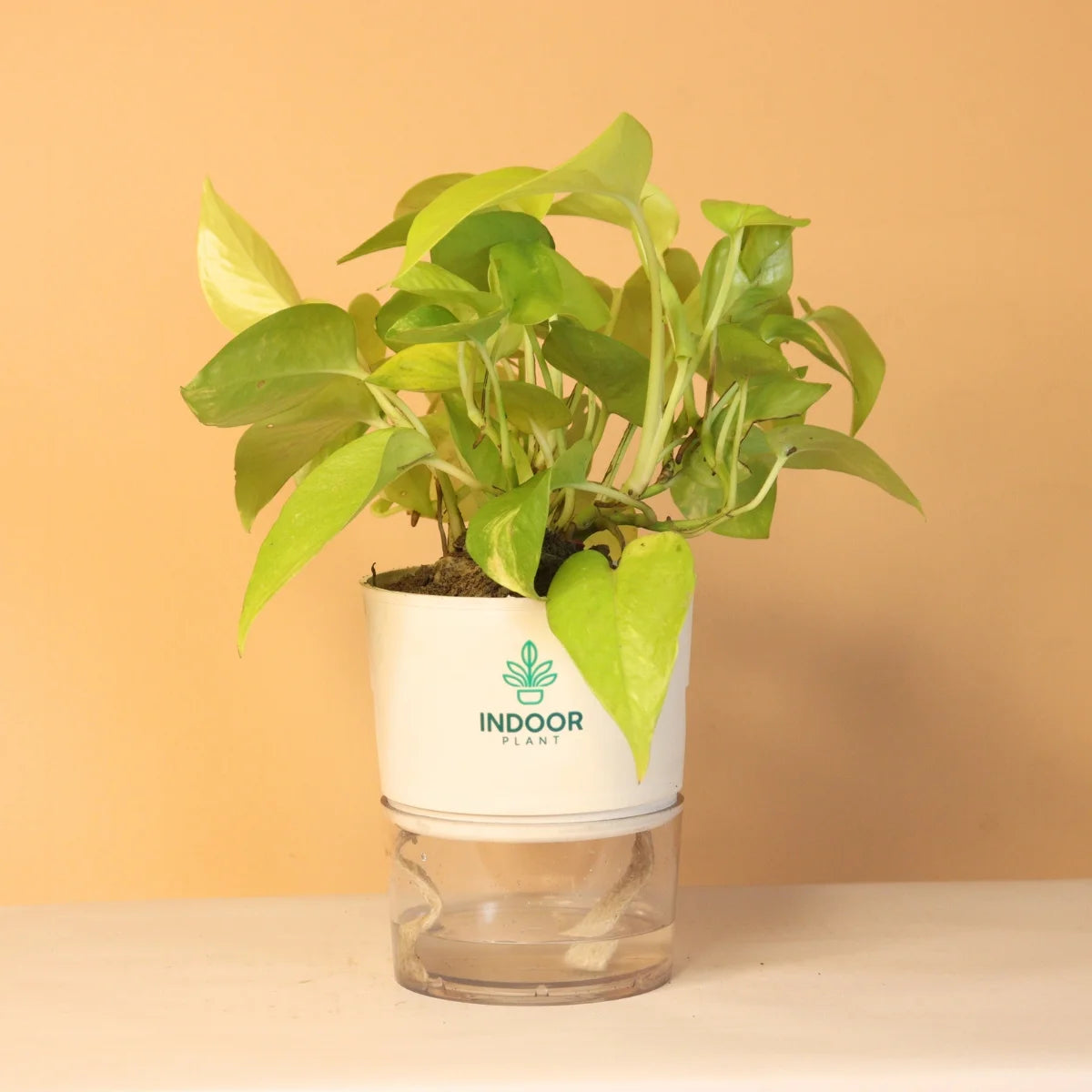 Golden Money Plant With Self Watering Pot