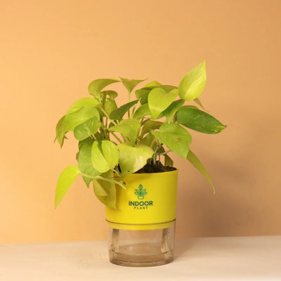 Golden Money Plant With Self Watering Pot