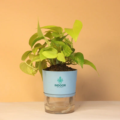 Golden Money Plant With Self Watering Pot