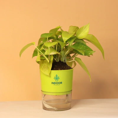 Golden Money Plant With Self Watering Pot