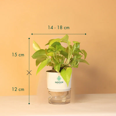 Golden Money Plant With Self Watering Pot