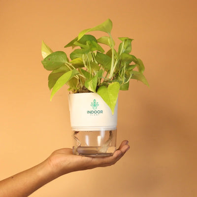 Golden Money Plant With Self Watering Pot