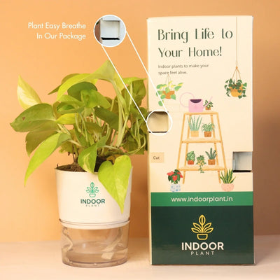 Golden Money Plant With Self Watering Pot