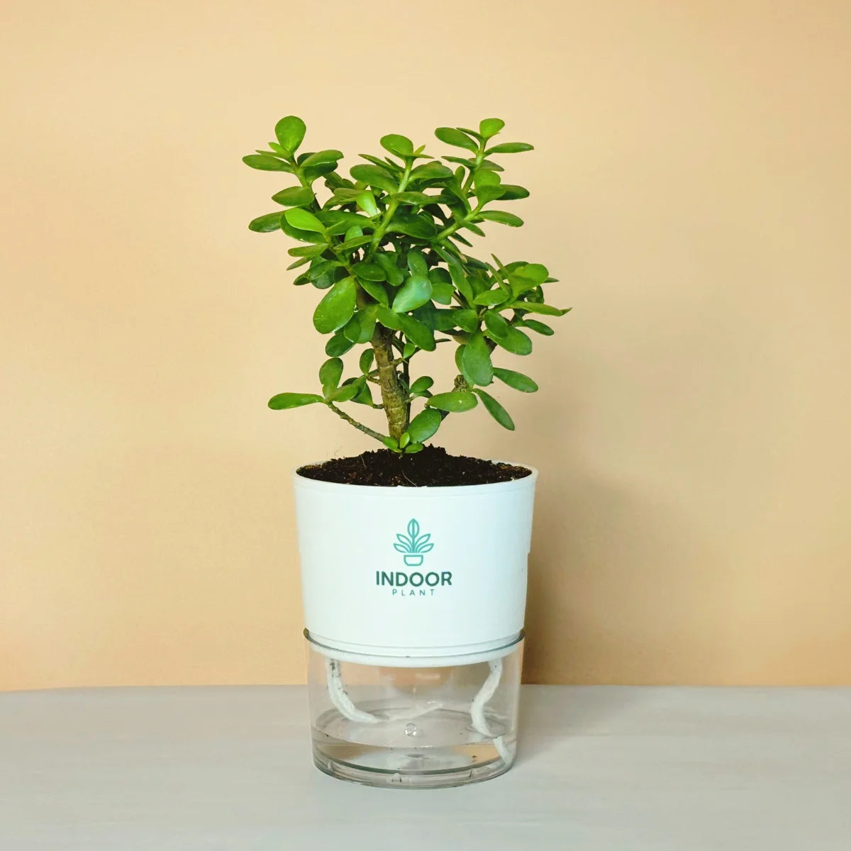 Lucky Jade Plant Self Watering Pot