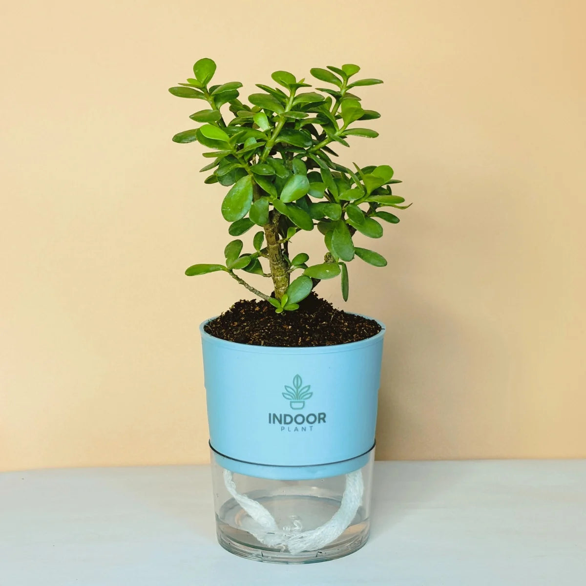 Lucky Jade Plant Self Watering Pot