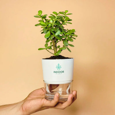 Lucky Jade Plant Self Watering Pot