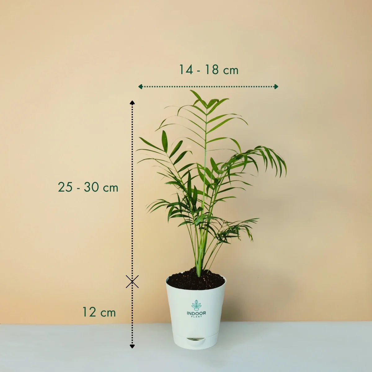Bamboo Palm Plant - Krish Pot