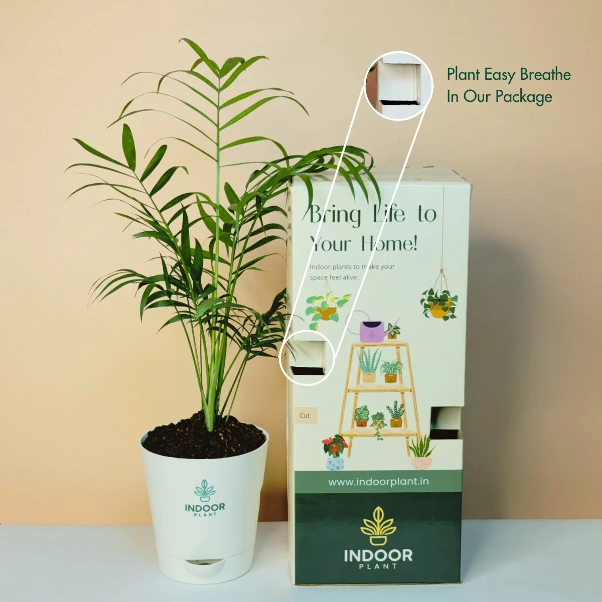 Bamboo Palm Plant - Krish Pot