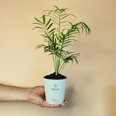 Bamboo Palm Plant - Krish Pot