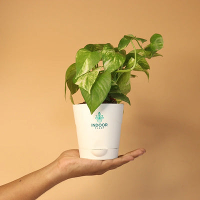 Money Plant Variegated With Krish Pot