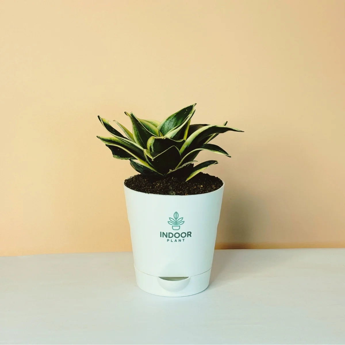 Snake Plant - Golden Leaves Plant With Krish Pot