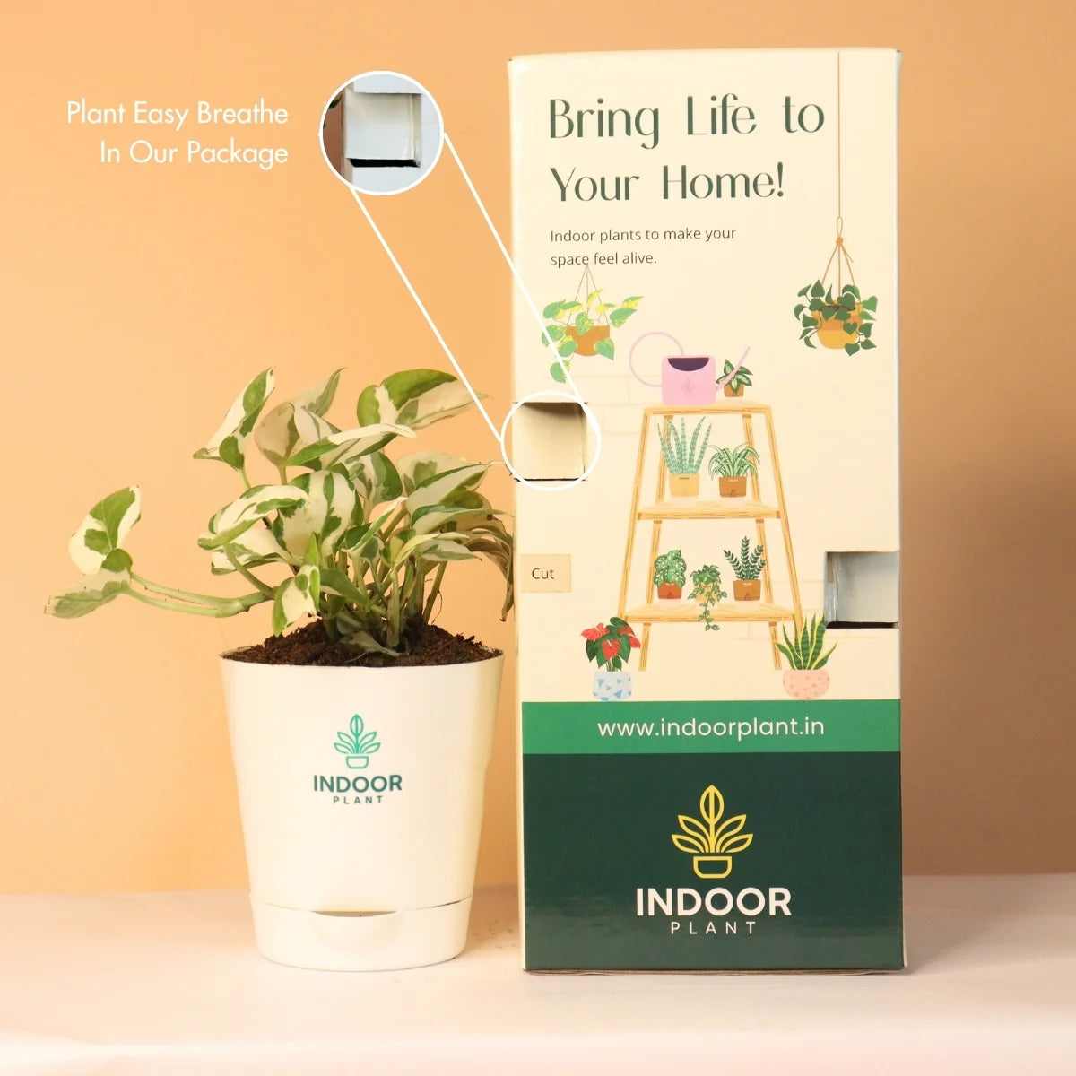 N'Joy Money Plant With Krish Pot
