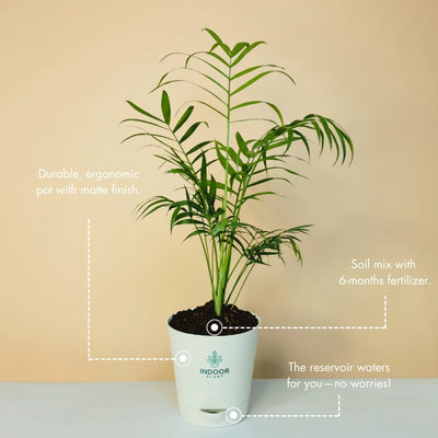Bamboo Palm Plant - Krish Pot