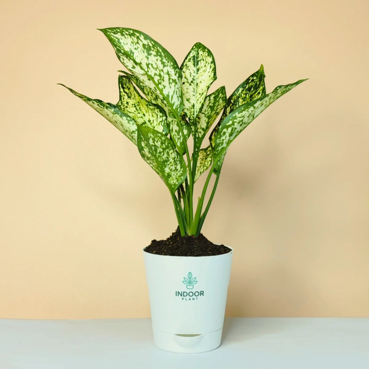 Aglaonema Snow White Plant Krish Pot