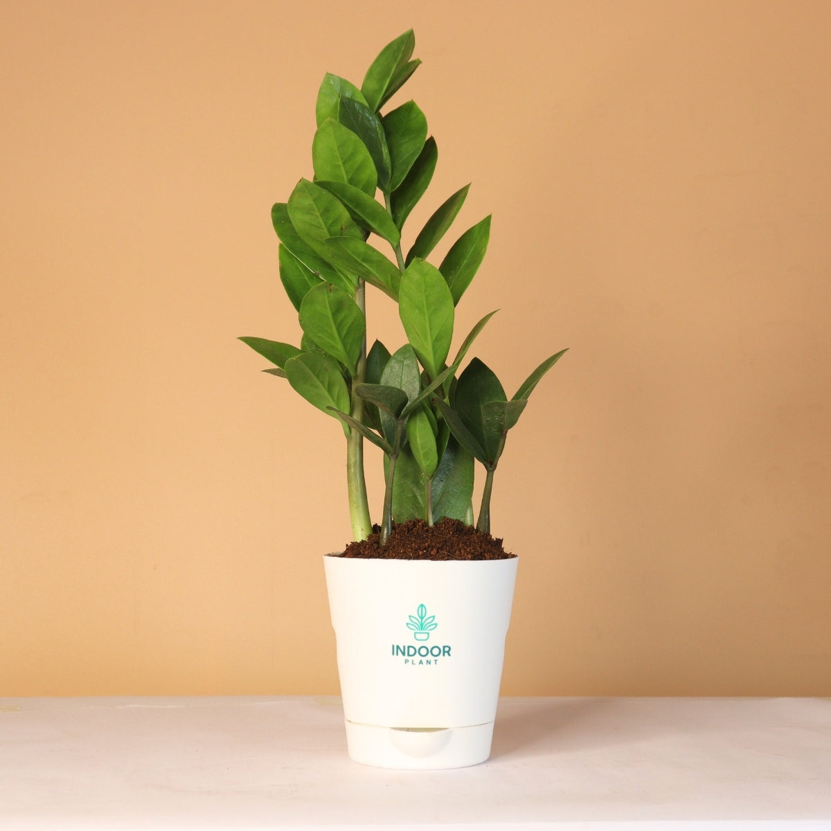 Zamia ZZ Plant (Size: Small) With Krish Pot