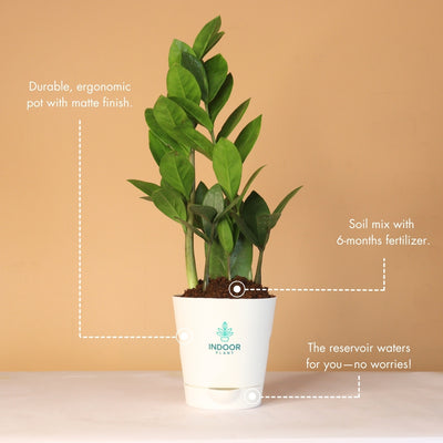 Zamia ZZ Plant (Size: Small) With Krish Pot