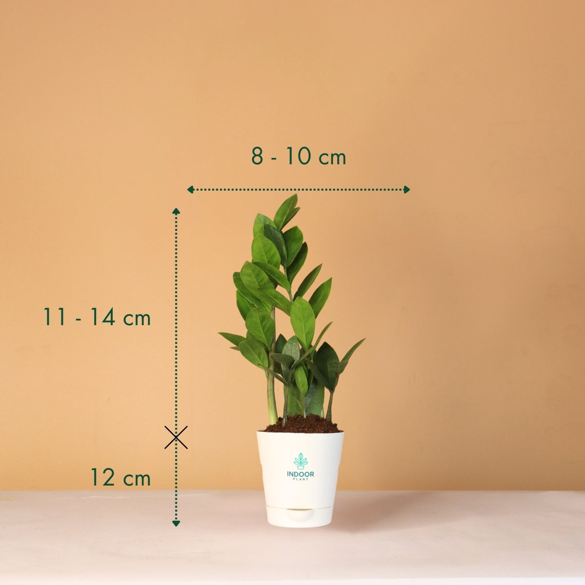 Zamia ZZ Plant (Size: Small) With Krish Pot