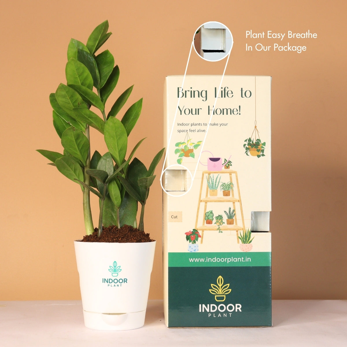 Zamia ZZ Plant (Size: Small) With Krish Pot