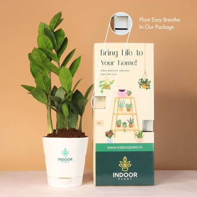 Zamia ZZ Plant (Size: Small) With Krish Pot