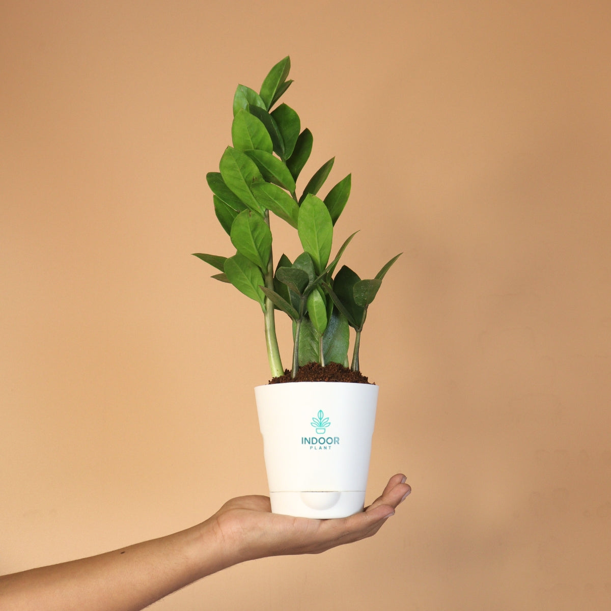 Zamia ZZ Plant (Size: Small) With Krish Pot