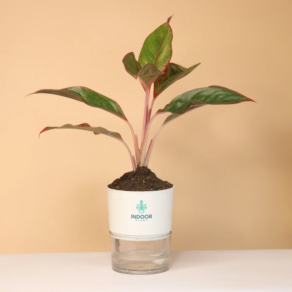 Aglaonema Red Lipstick Plant With Self Watering Pot